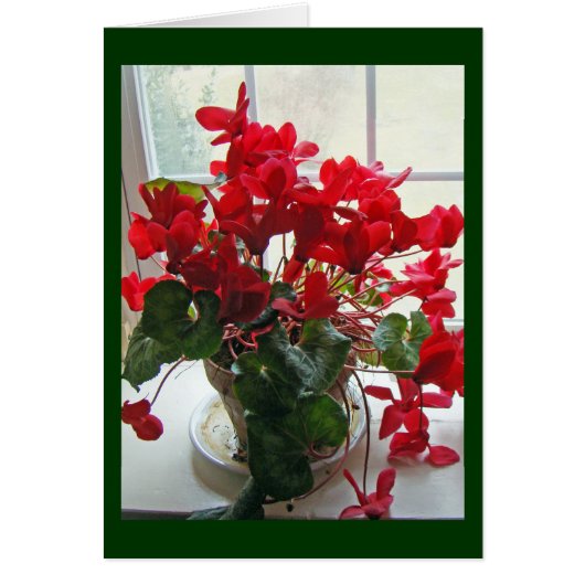 Red Cyclamen Flowers (Front)