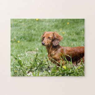Red Dachshund Jigsaw Puzzle