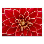 Red Dahlia (Front Horizontal)