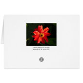 Red Dahlia (Bishop of Llandaff) (Back Horizontal)