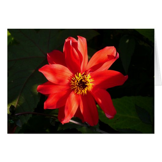 Red Dahlia (Bishop of Llandaff) (Front Horizontal)