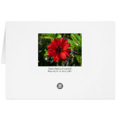 Red Dahlia (Bishop of Llandaff) II (Back Horizontal)