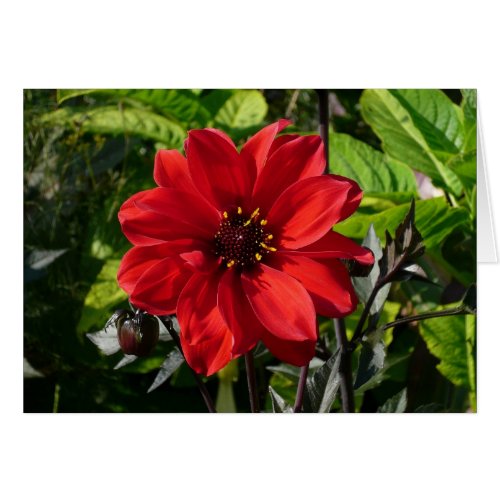 Red Dahlia Bishop of Llandaff II