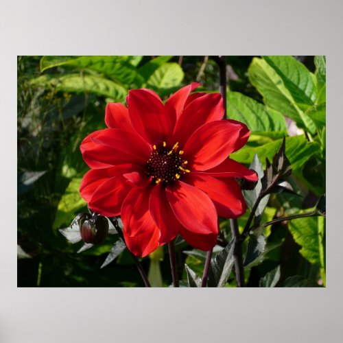 Red Dahlia Bishop of Llandaff II Poster