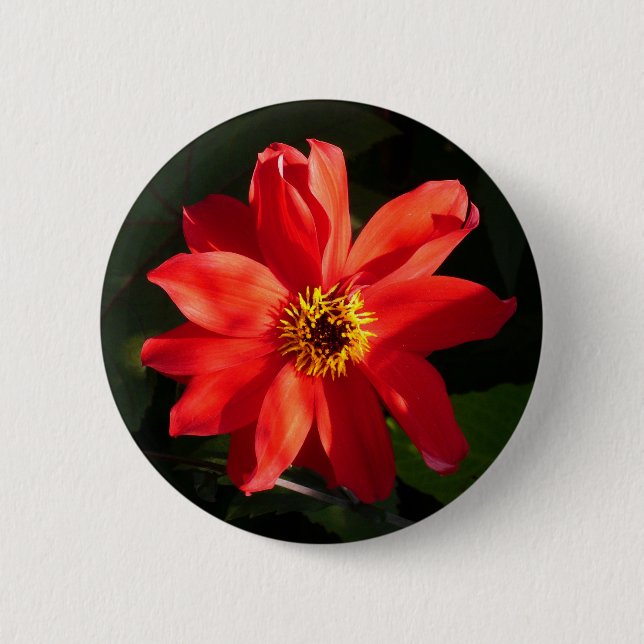 Red Dahlia (Bishop of Llandaff) Pinback Button (Front)