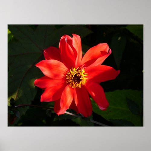 Red Dahlia Bishop of Llandaff Poster