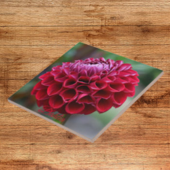 Red Dahlia Bloom Floral Ceramic Tile by northwestphotos at Zazzle