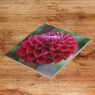 Red Dahlia Bloom Floral Ceramic Tile