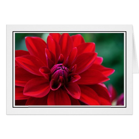 Red Dahlia Cards (Front Horizontal)