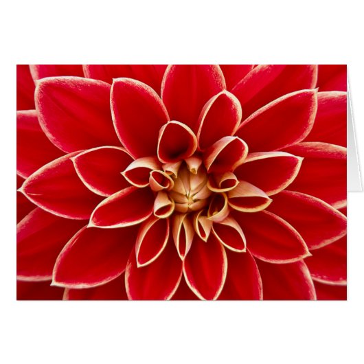 Red Dahlia Cards (Front Horizontal)