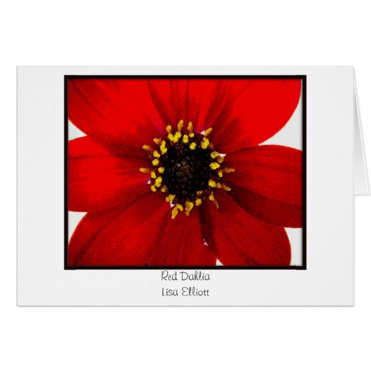 Red Dahlia Cards (Front Horizontal)