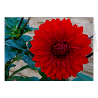 Red Dahlia Cards