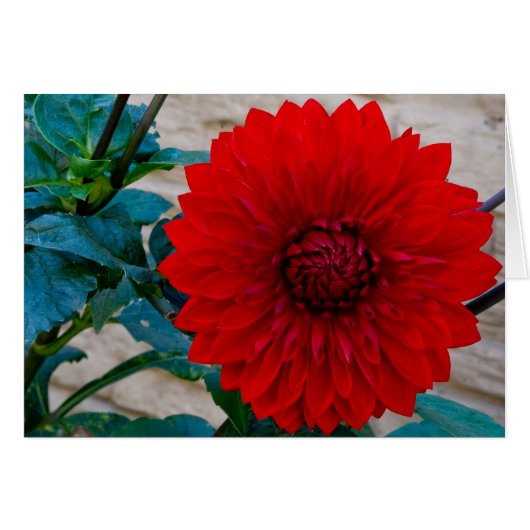Red Dahlia Cards (Front Horizontal)