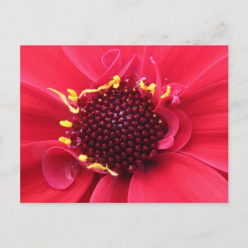 Red Dahlia Close_up Postcard