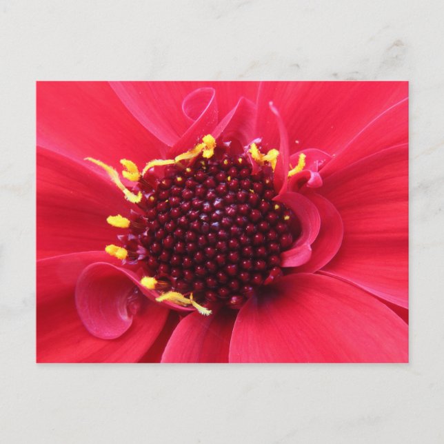 Red Dahlia Close-up Postcard (Front)