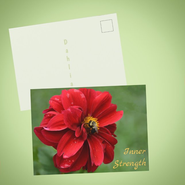 Red Dahlia Flower and Bumblebee Photographic Postcard (Creator Uploaded)