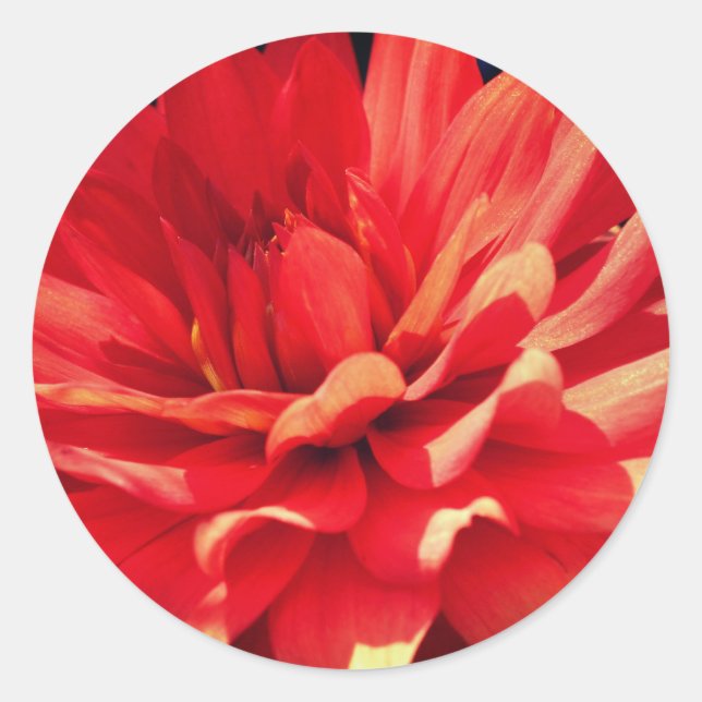 Red Dahlia Flower Classic Round Sticker (Front)