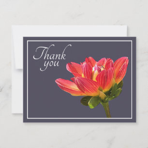 Red Dahlia Flower Gray Background Thank You Postcard