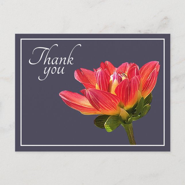 Red Dahlia Flower Gray Background Thank You Postcard (Front)