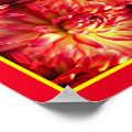 Red Dahlia Flower Mirror Abstract Nature Poster | Zazzle