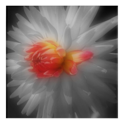 Red Dahlia Flower Partial Color  Acrylic Print