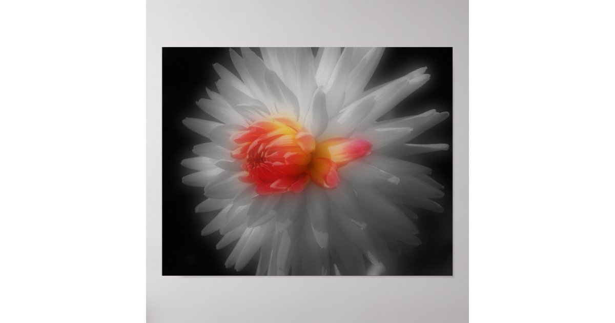 Red Dahlia Flower Partial Color Poster | Zazzle