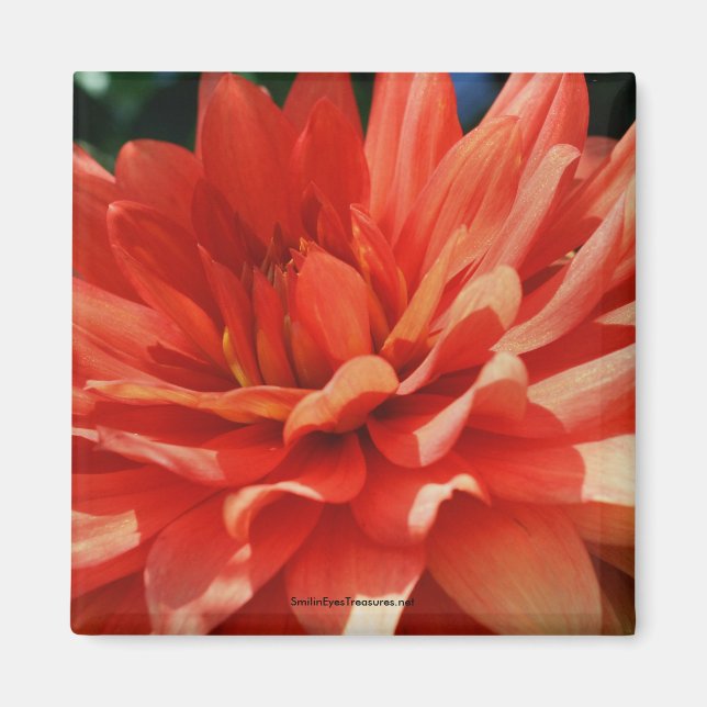 Red Dahlia Flower Photo Magnet (Front)