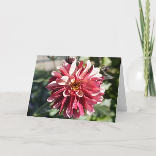Red Dahlia Merry Christmas Card