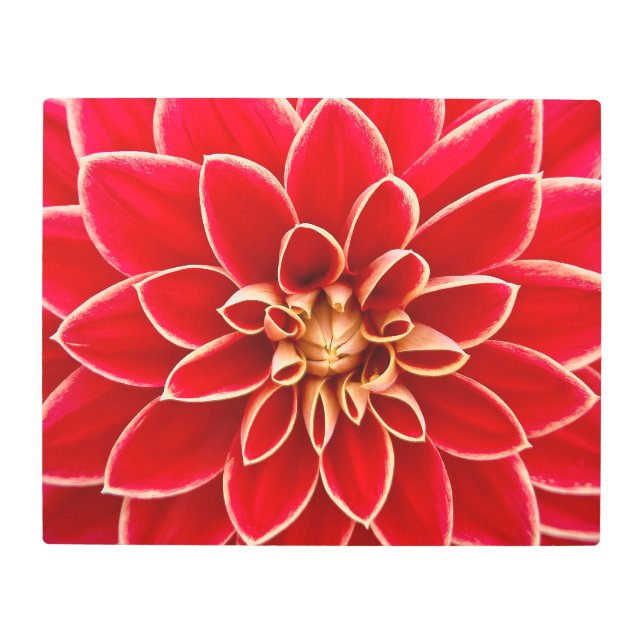 Red Dahlia Metal Print (Front)