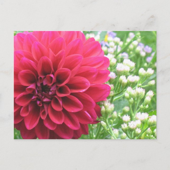 Red Dahlia Postcards (Front)