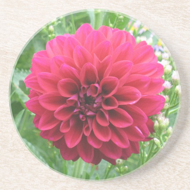 Red Dahlia Sandstone Coasters (Front)
