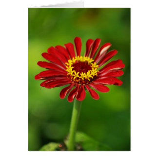 Red Daisy Card
