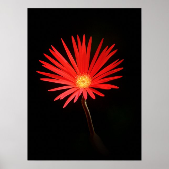 Red Daisy flower Poster (Front)