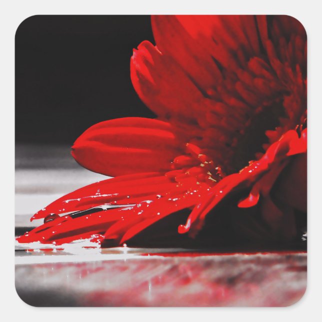 Red Daisy Gerbera Flower Square Sticker (Front)