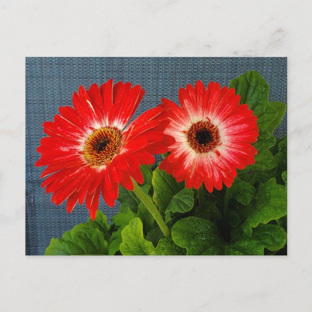 Red daisy postcard (Front)