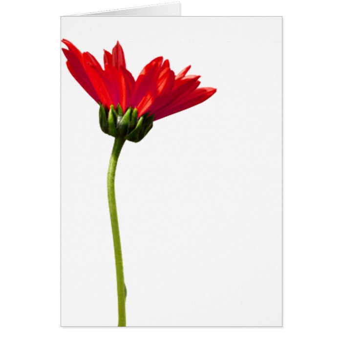 Red Daisy Simplicity All Occasion Greeting Greeting Cards