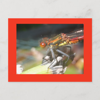 Red Damselfly Close Up DIY Postcard