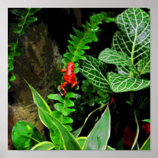 Red Dart Frog CB Poster (Front)