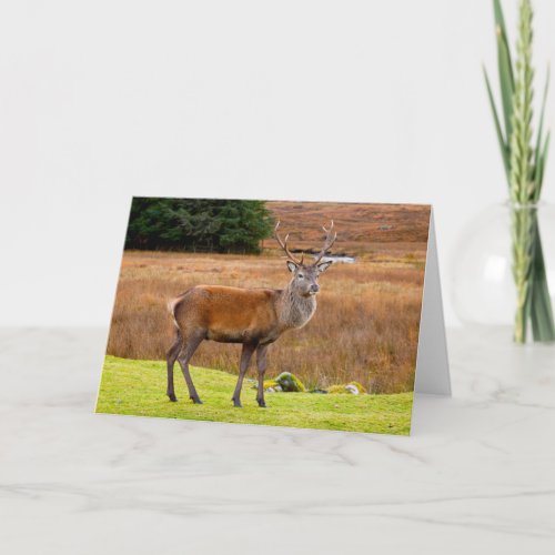 Red Deer Buck  Glen Coe Scotland Card