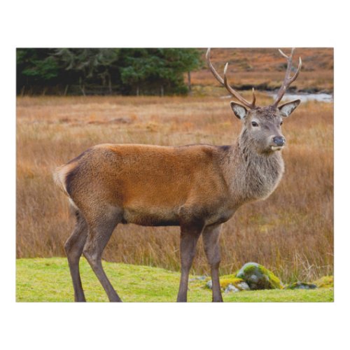 Red Deer Buck  Glen Coe Scotland Faux Canvas Print