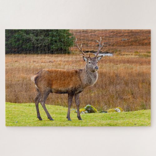 Red Deer Buck  Glen Coe Scotland Jigsaw Puzzle