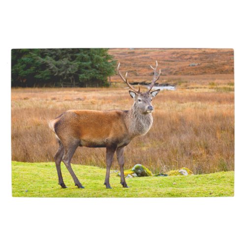 Red Deer Buck  Glen Coe Scotland Metal Print