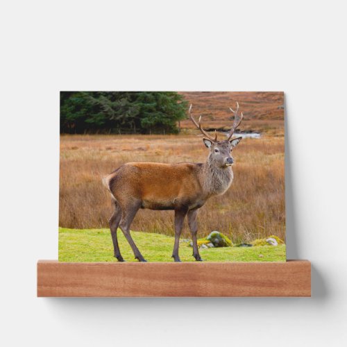 Red Deer Buck  Glen Coe Scotland Picture Ledge