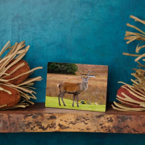 Red Deer Buck  Glen Coe Scotland Plaque