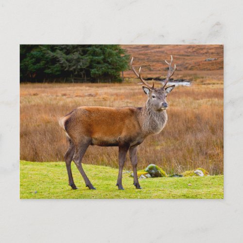 Red Deer Buck  Glen Coe Scotland Postcard