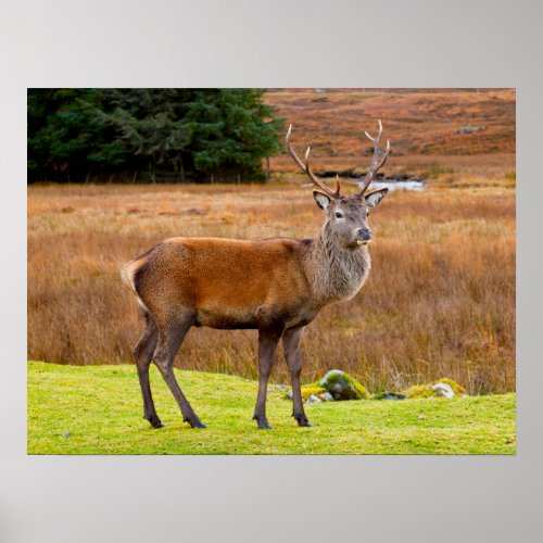 Red Deer Buck  Glen Coe Scotland Poster