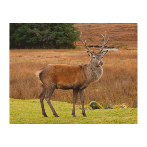 Red Deer Buck  Glen Coe Scotland Wood Wall Art