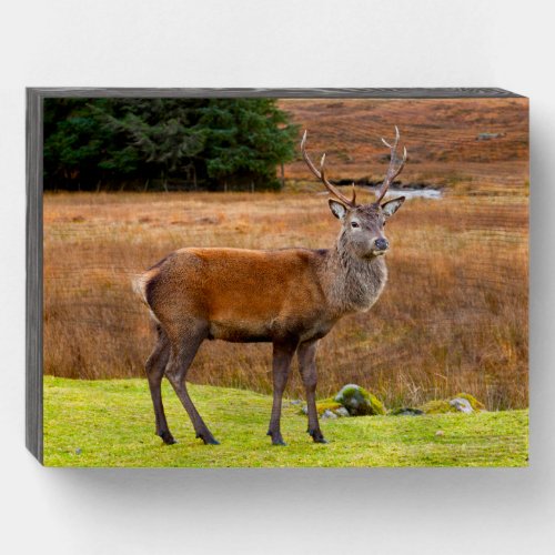 Red Deer Buck  Glen Coe Scotland Wooden Box Sign