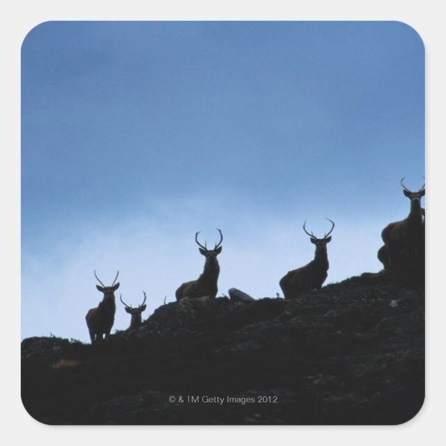 RED DEER (CERVUS ELAPHUS) SILHOUETTED AGAINST SQUARE STICKER (Front)