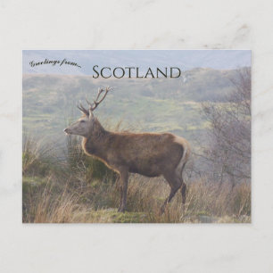 Red Deer in Islay Scotland Postcard